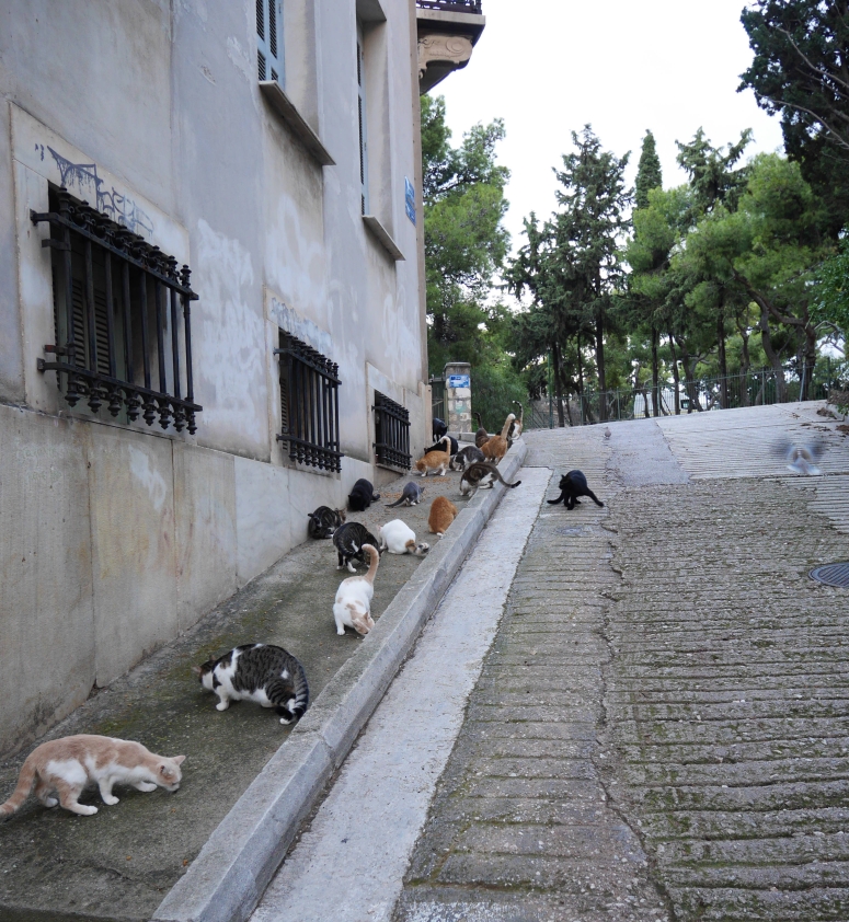 Beaucoup de chats à Athènes